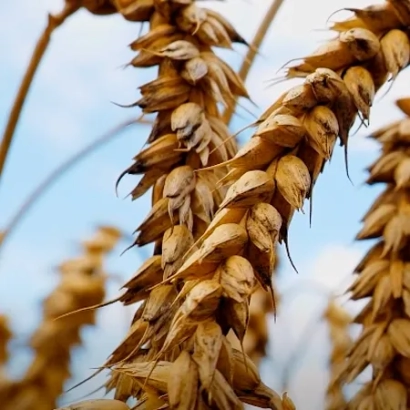 Стебли пшеницы на фоне неба - КВС Спенсер