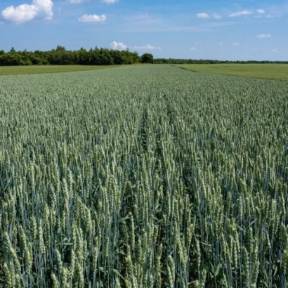 Поле пшениці КВС Старлайт на фоні блакитного неба