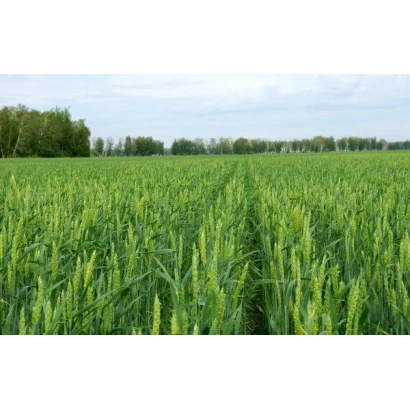 Поле пшениці сорту КВС Сансет