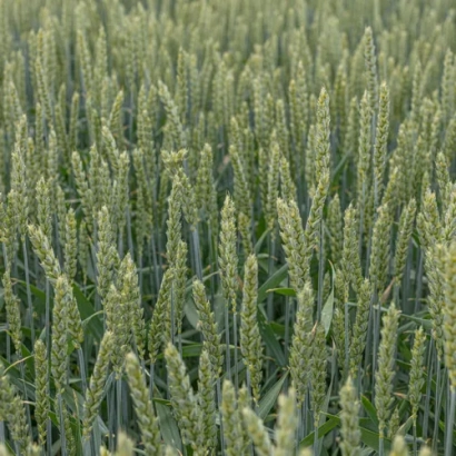 Поле пшениці сорту КВС Талант