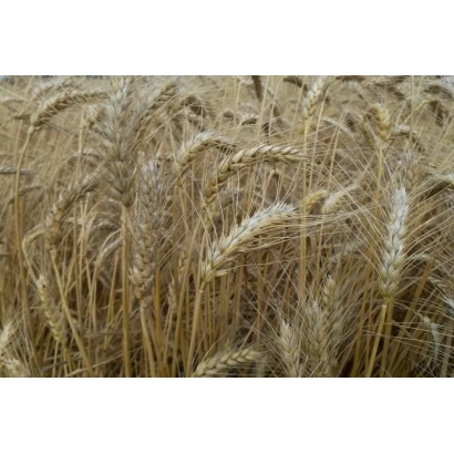 Золотые колосья пшеницы на фоне поля - ЛЬГОВСКАЯ 31