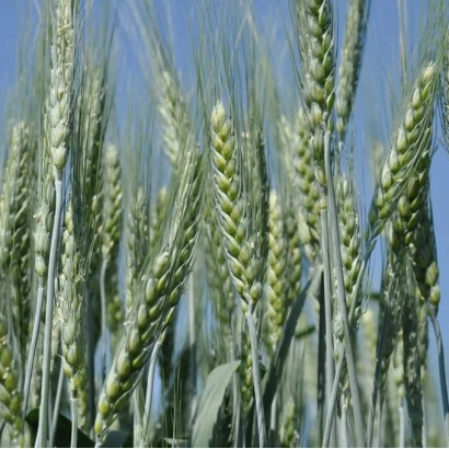 Поле пшеницы Лагуна на фоне голубого неба