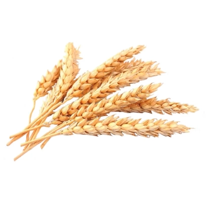 Стебли пшеницы на белом фоне - Лаваль