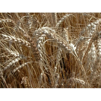 Золотые колосья пшеницы на фоне поля - Лазурная