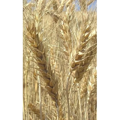 Золотые колосья пшеницы на фоне неба - ЛЕГУАН