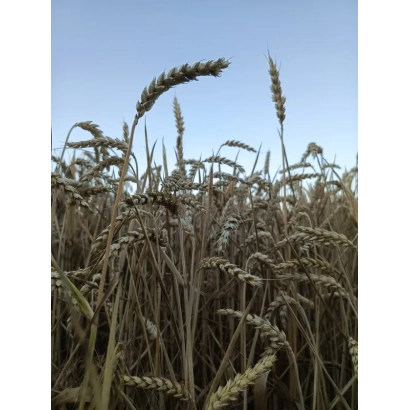 Wheat field against a blue sky - Lelya