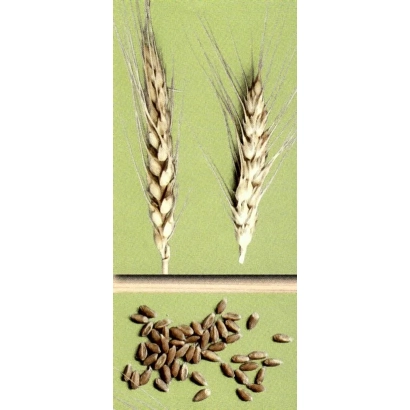 Wheat stalks and grains on a green background - LEVOBEREZHNAYA 3