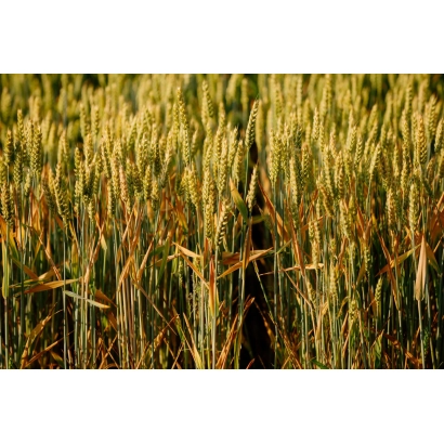 Wheat field with no visible product name - LG Aragonit