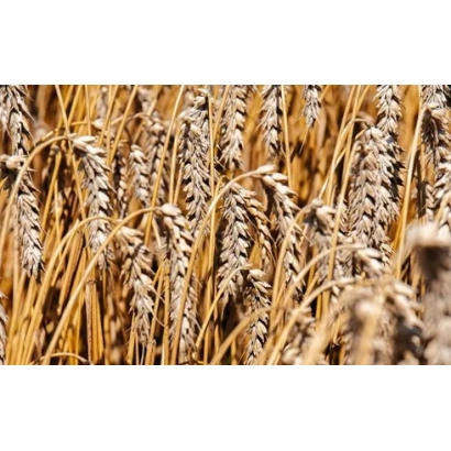 Золоті колосся пшениці на фоні поля - Лікамеро