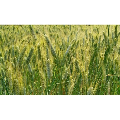 Поле пшениці, що відповідає категорії Пшениця - ЛІДЕР 80