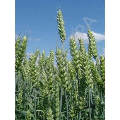 Wheat field against a blue sky - LIGA 1