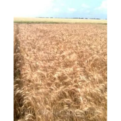 Поле пшеницы на фоне неба - Лисова писня