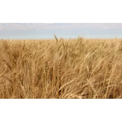 Поле пшеницы на фоне неба - ЛЮБАВА 5