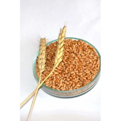 Крупа пшеничная в стеклянной чаше с колосками пшеницы на белом фоне - Любито