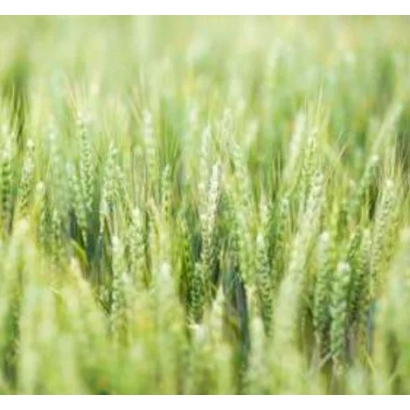 Зелене поле пшениці - ЛУПІДУР