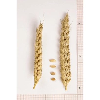 Стебла пшениці та зерна на білому фоні з лінійкою - МАДАМ