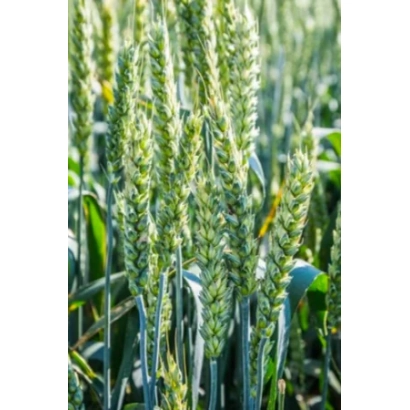 Wheat grain in field - Maxima Odeska