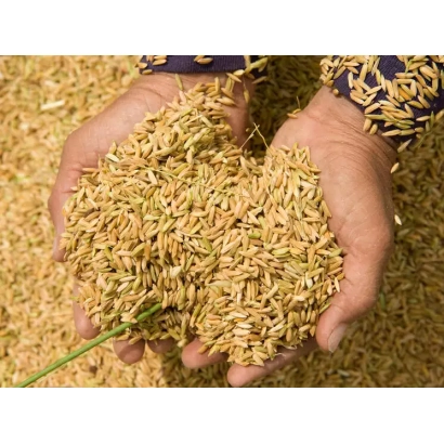 Руки держат зерна пшеницы на фоне поля - Мальованка