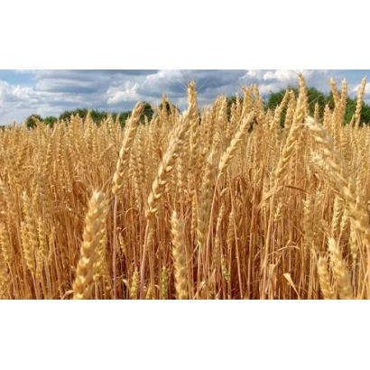 Поле пшениці Маркіз на фоні неба - Маркиз