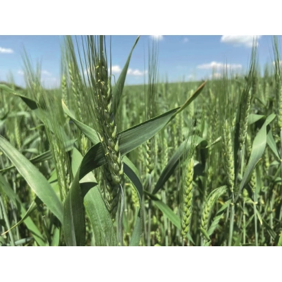 Зерно пшениці на полі під блакитним небом - Мармуровий