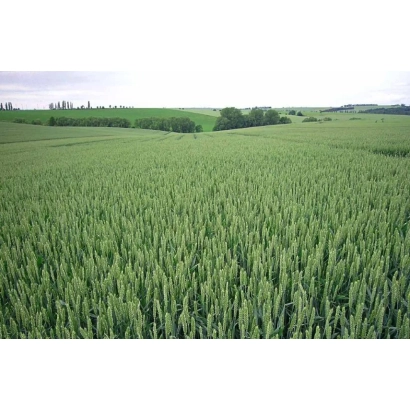 Поле пшеницы на фоне неба - Матрикс