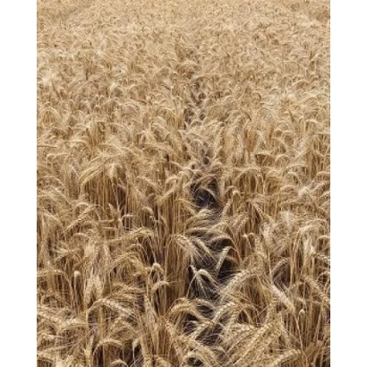 Поле пшеницы Мавка ИР