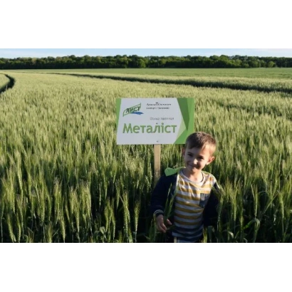 Поле пшеницы с ребёнком и табличкой Металлист