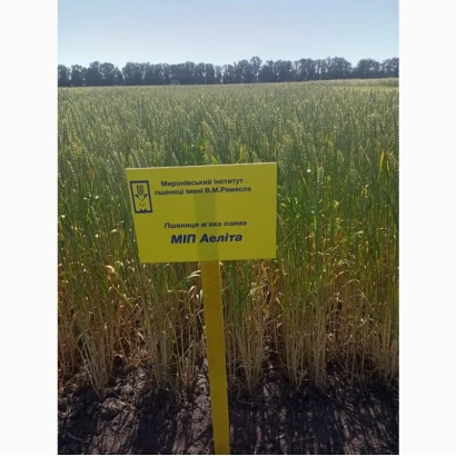 Yellow sign with text MIP Aelita in a wheat field