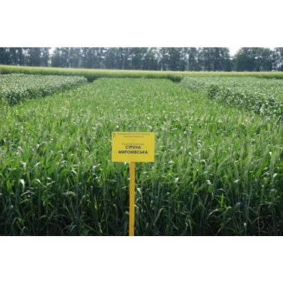 Жовтий знак з написом МІП Дана на полі пшениці