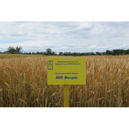Жовтий знак з написом МІП Феєрія на фоні поля пшениці