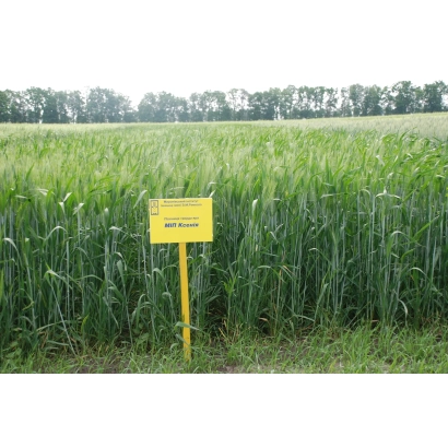 Желтый знак с надписью МИП Ксения на поле пшеницы