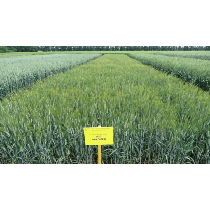 Поле пшеницы с жёлтым знаком МИП Лакомка