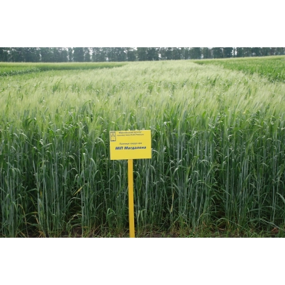 Поле пшеницы с жёлтым знаком МИП Магдалена