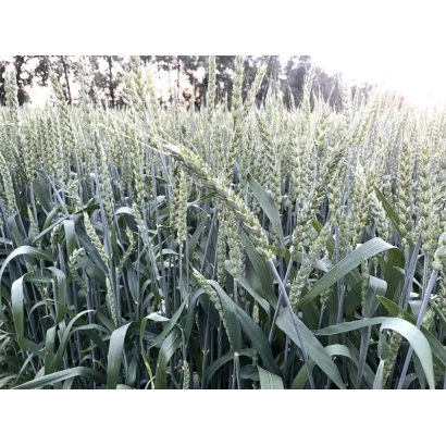 Поле пшениці МІП Олександра