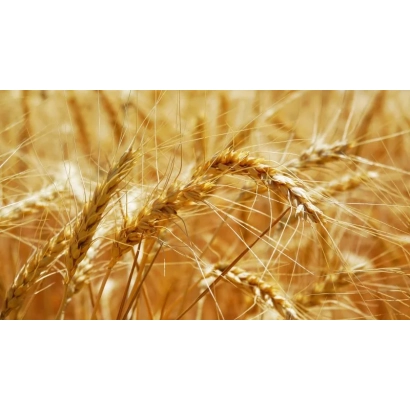Золотые колосья пшеницы на фоне поля - МИП Райдужна