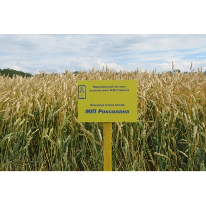 Желтый знак с надписью МИП РОКСОЛАНА на фоне поля пшеницы