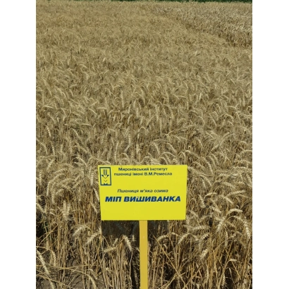 Золоте поле пшениці з жовтим знаком МІП Веснянка