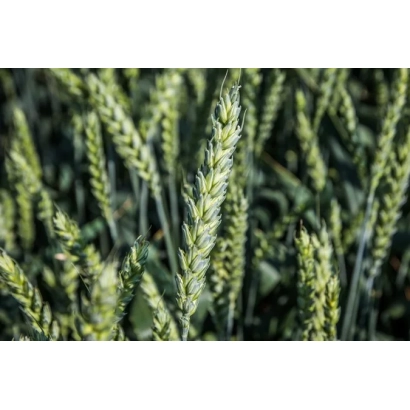 Wheat field with grain stalks - Mirhaid