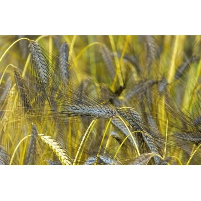 Зерно пшениці Миролюбна на полі - Миролюбива