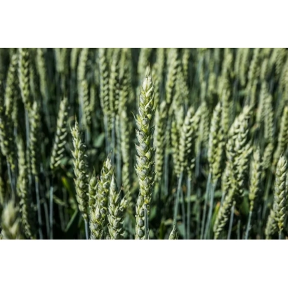 Wheat field Mironivska Rannystyglaya