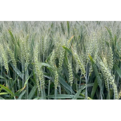 Поле пшеницы сорта Миронивская слава