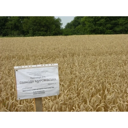 Знак з написом Пшениця Мироновська 30 на фоні поля - Миронівська 30 / Миронівська 30