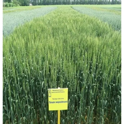 Поле пшениці з жовтим інформаційним знаком - Миронівська 40 / Миронівська 40