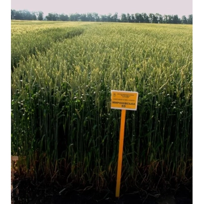 Поле пшениці з жовтим вказівником, ймовірно, сорт Миронівська напівінтенсивна