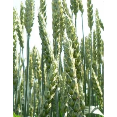 Field of wheat - Moskal