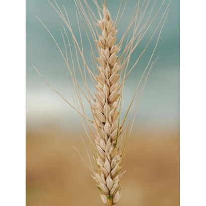 Стебли пшеницы на фоне поля - МОСКОВСКАЯ 56