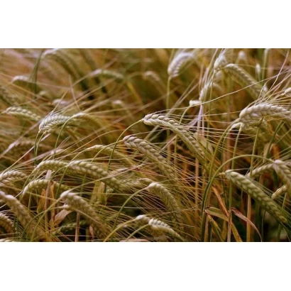 Зерно пшеницы сорта Московская 70 на поле