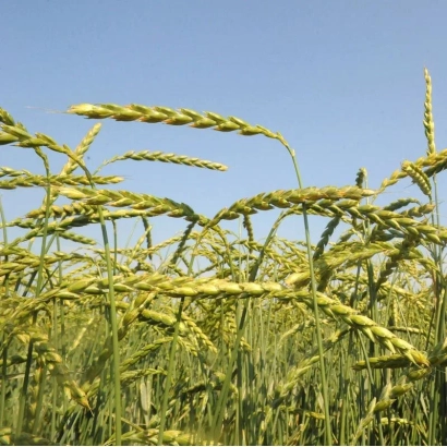 Поле пшениці на фоні блакитного неба - Мв Мартонголд