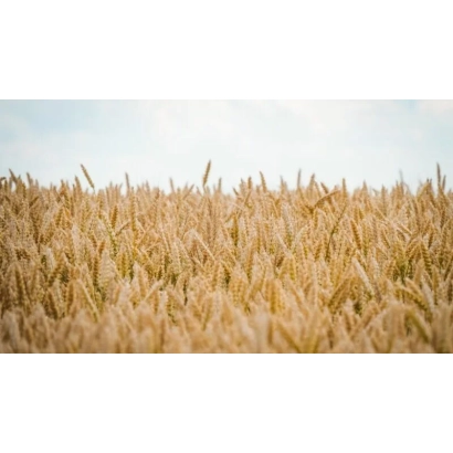 Поле пшеницы - Национальна