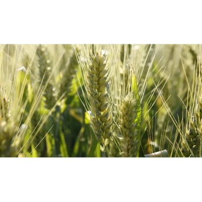 Пшеничное поле с колосками пшеницы - Надийний